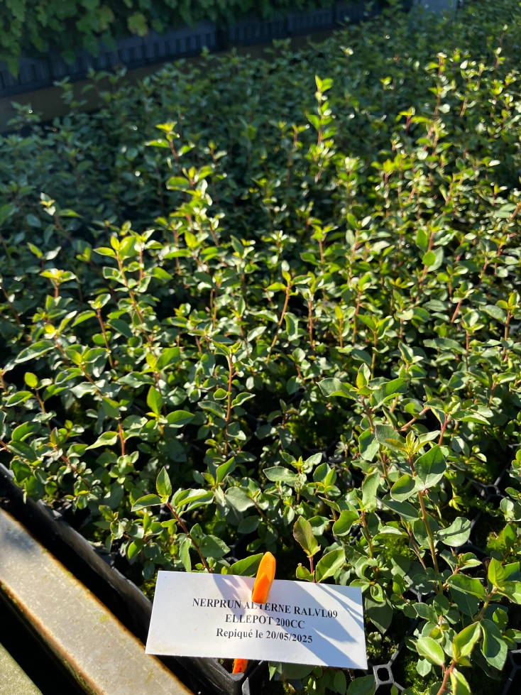 Bleuet double et bleuet simple