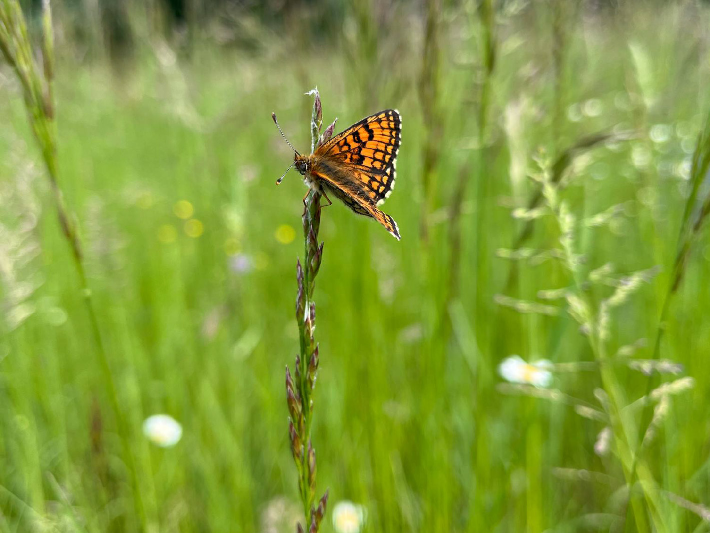 Recensement des projets de valorisation des végétaux sauvages et locaux
